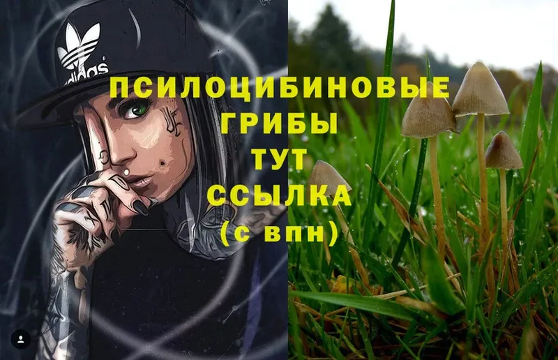 хочу   Егорьевск  Псилоцибиновые грибы Psilocybe 